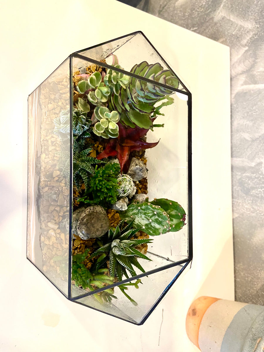 New Greenhouse Open terrarium