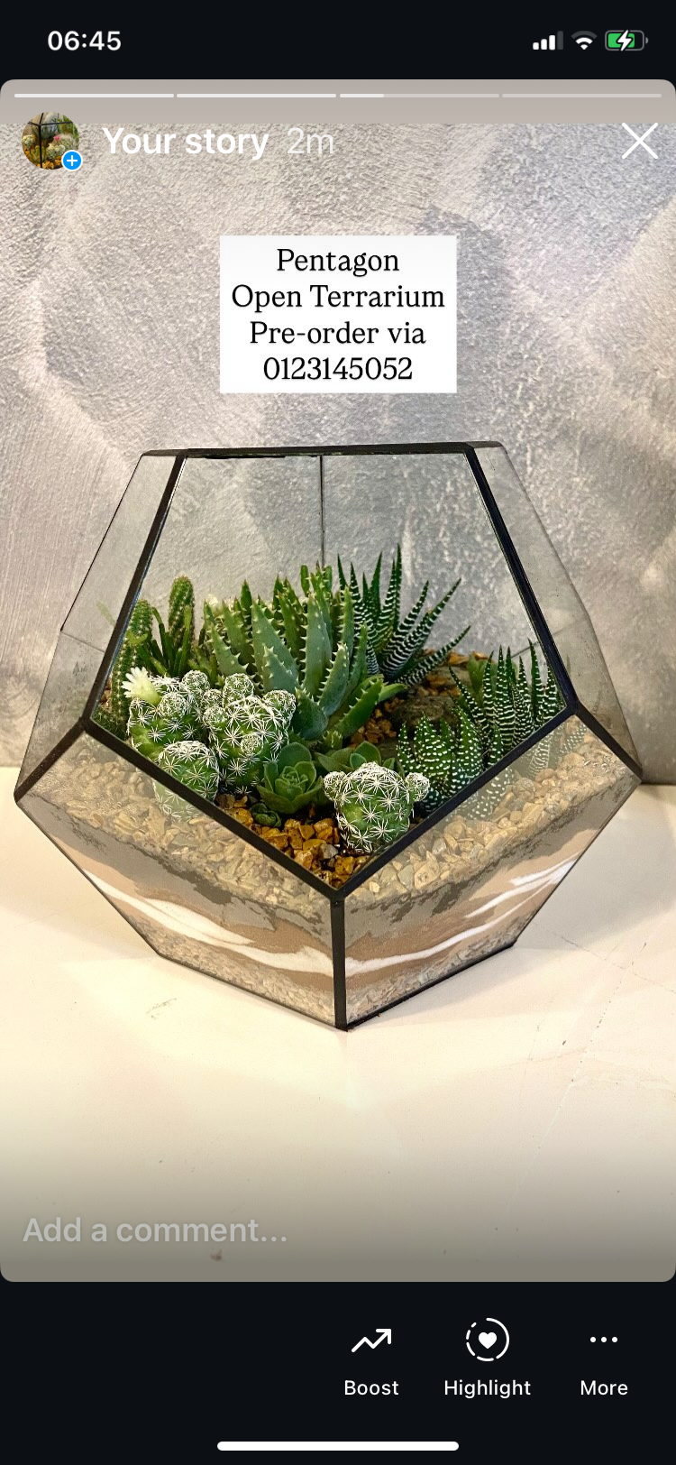 New Pentagon Open Terrarium