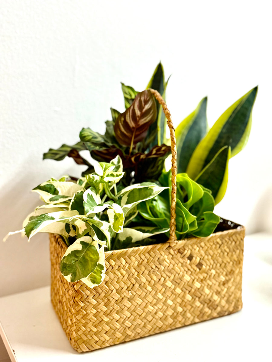 A basket of mixed plants