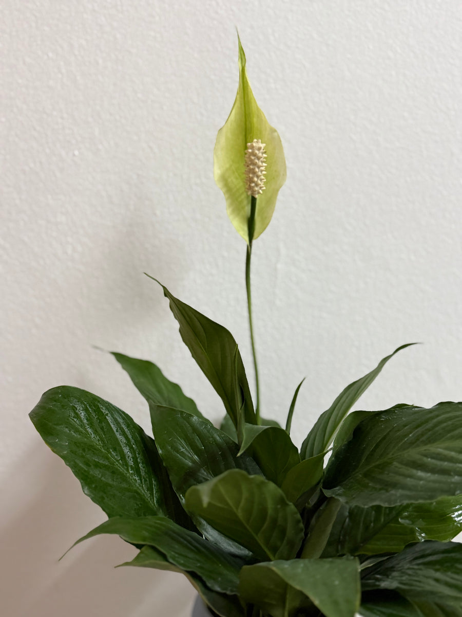 Peace Lily in sleek Blue Vase