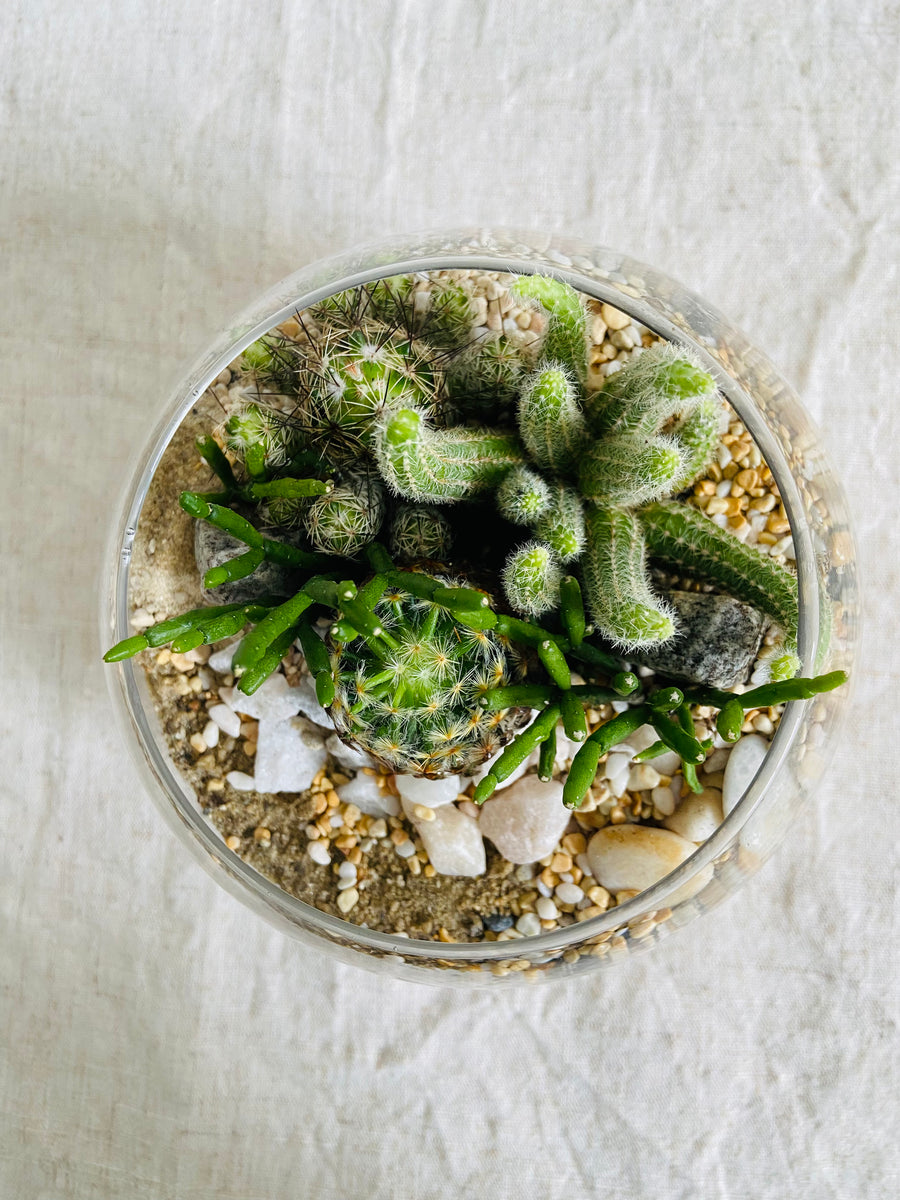 Sand art bowl cactus valley terrarium