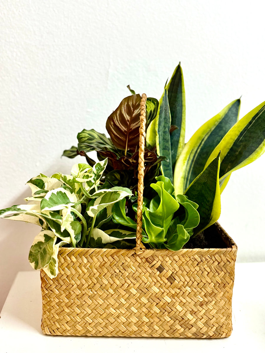 A basket of mixed plants