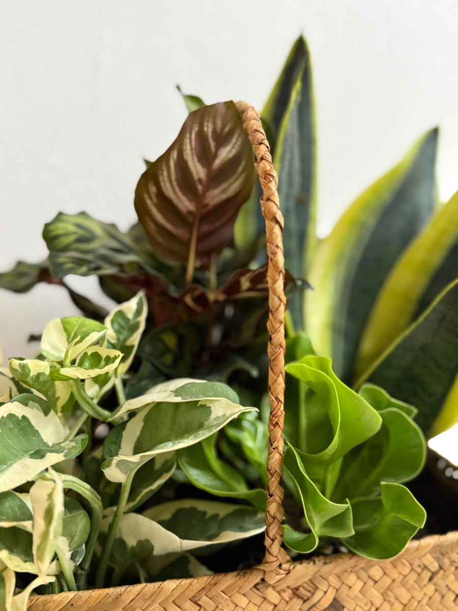 A basket of mixed plants