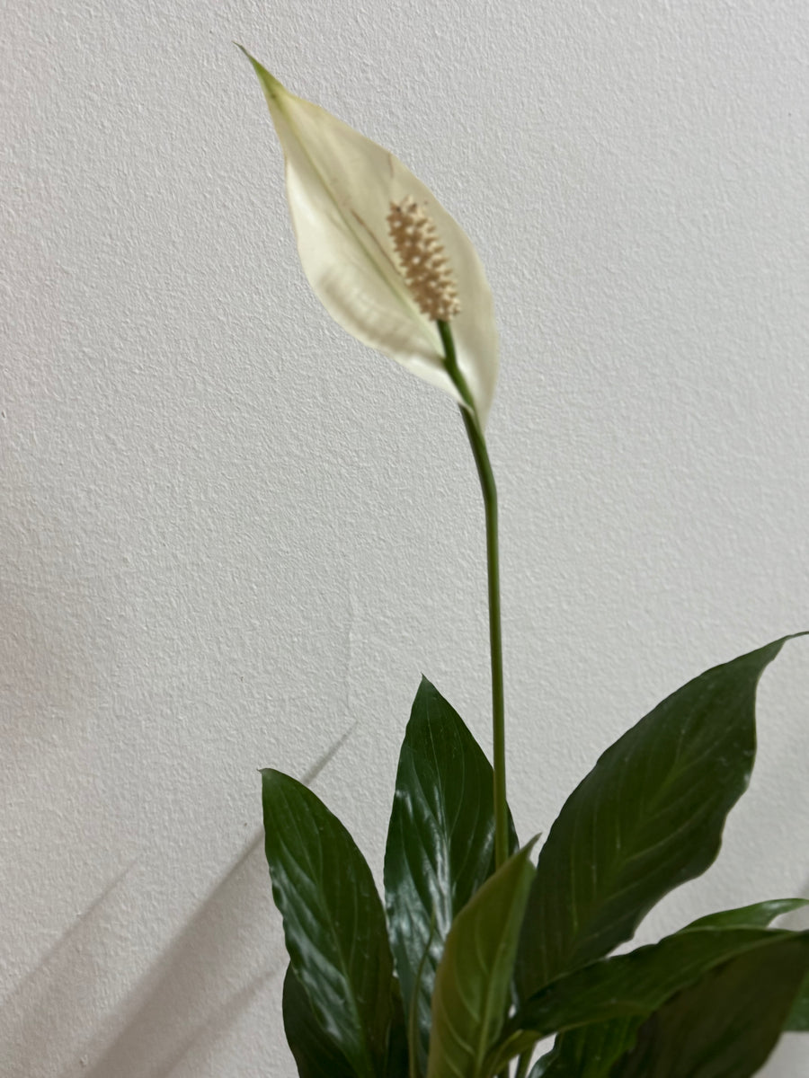 Peace Lily in Sleek Pink Vase