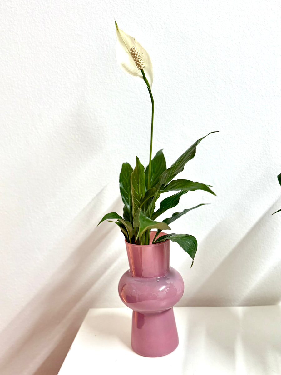 Peace Lily in Sleek Pink Vase