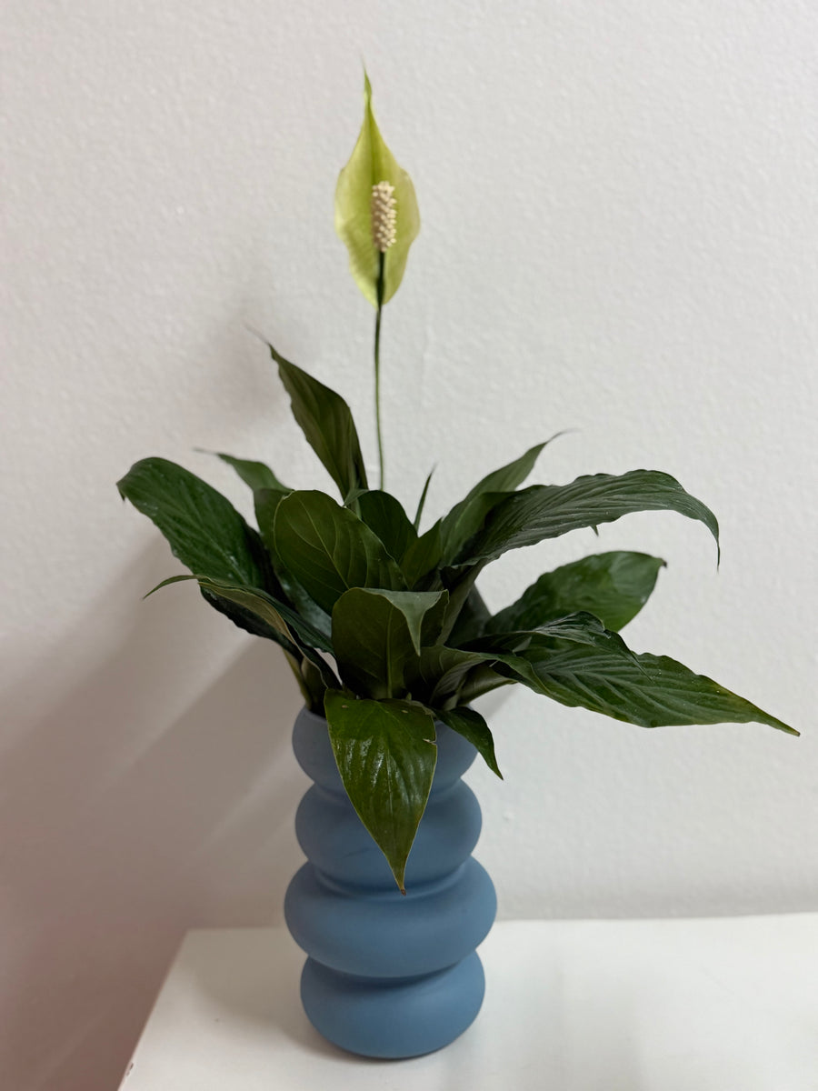 Peace Lily in sleek Blue Vase