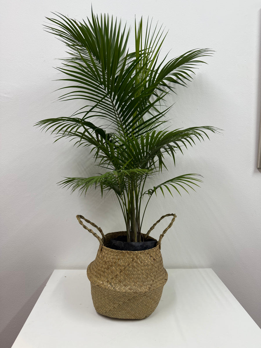 Palm in grass basket