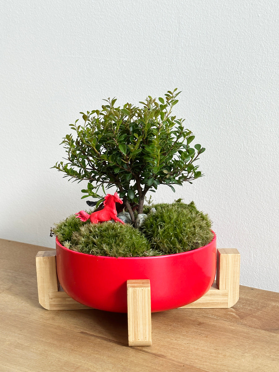 Japanese Holly in Red Planter