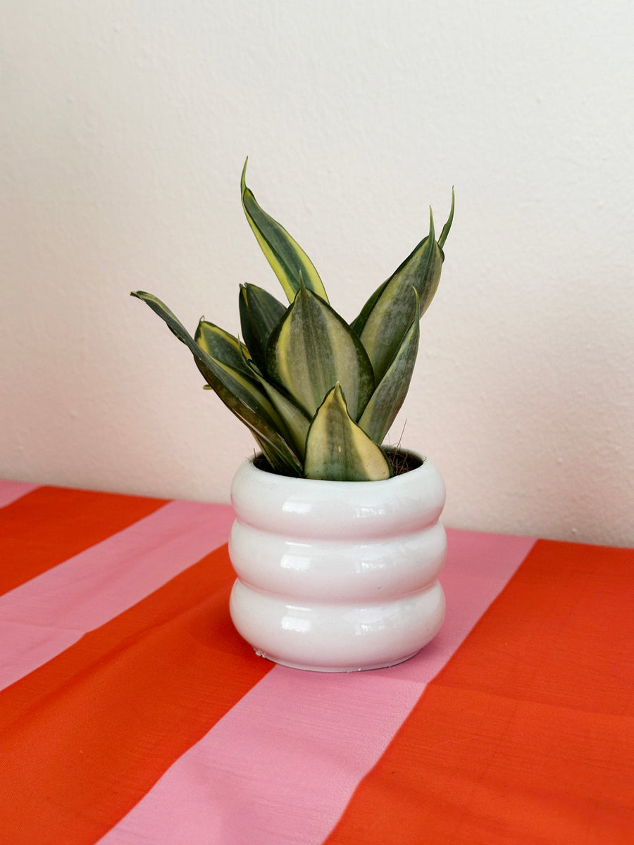 Small plants in coloured pots