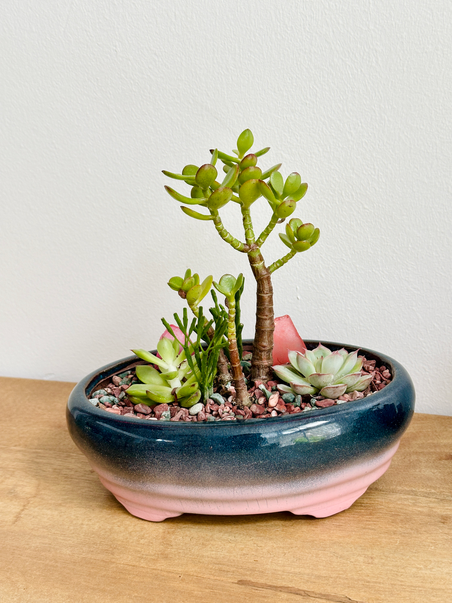 Succulent and Jade Plant in Pink Ombre planter