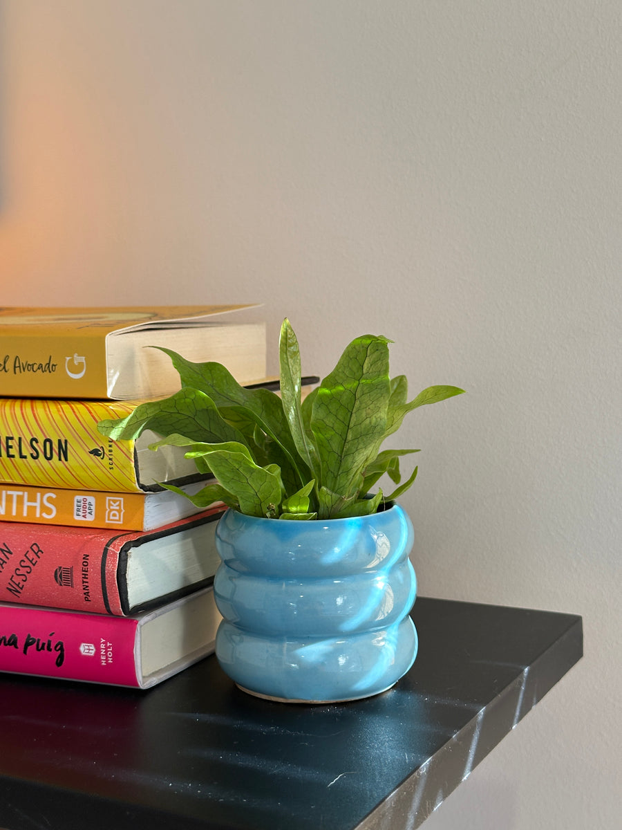 Small plants in coloured pots
