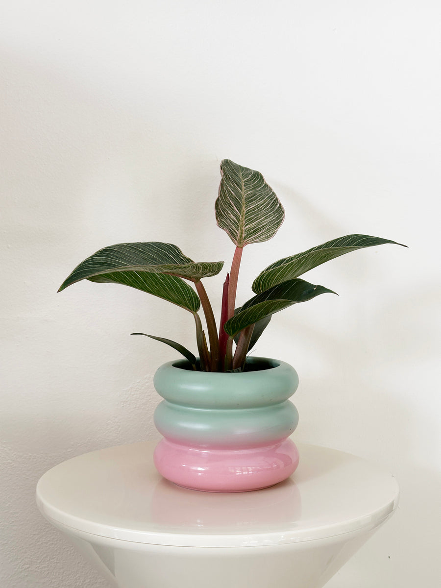 Pinstripe Calathea in Pastel Planter
