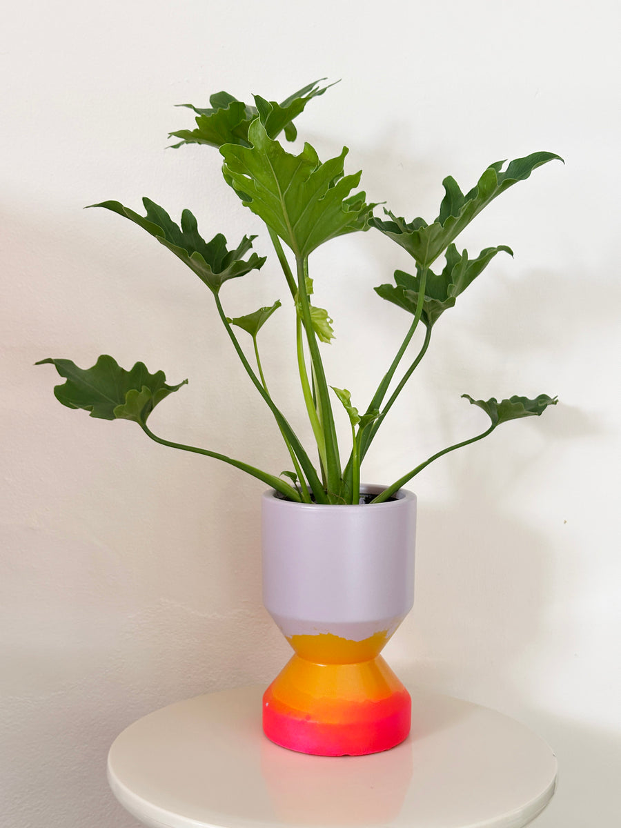 Philodendron Selloum in Sunset Planter