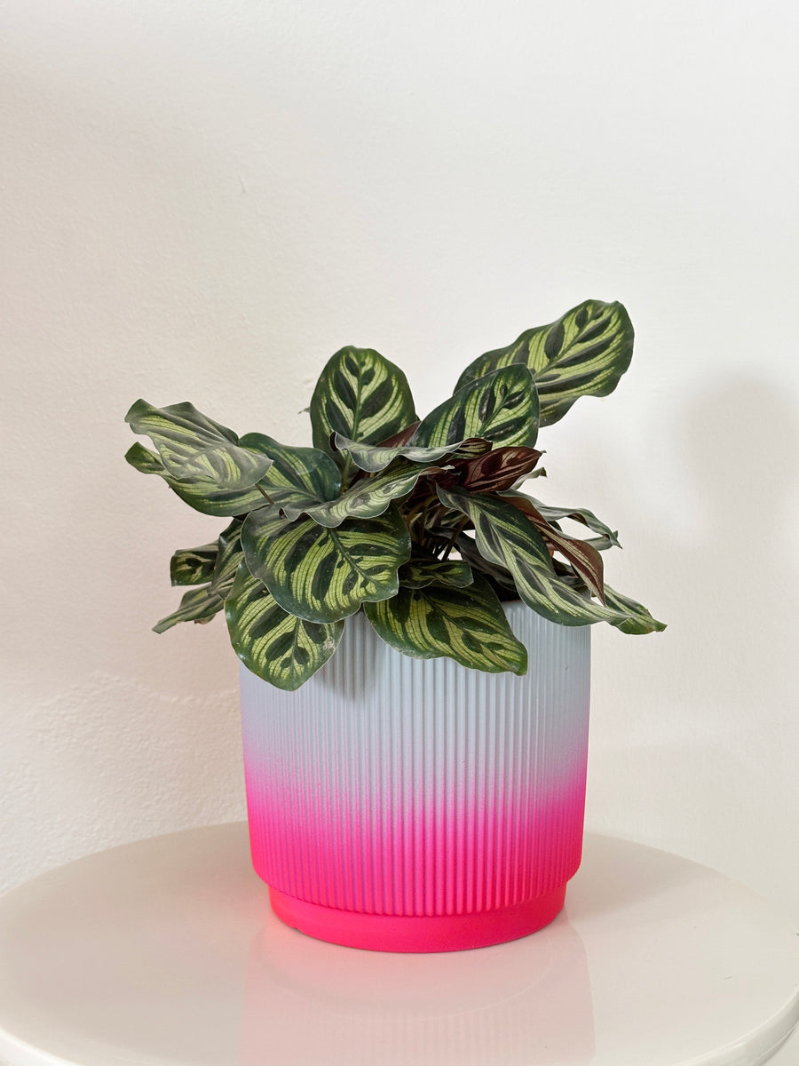 Calathea Makoyana in Ombre Planter