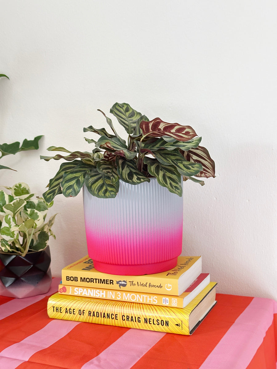 Calathea Makoyana in Ombre Planter