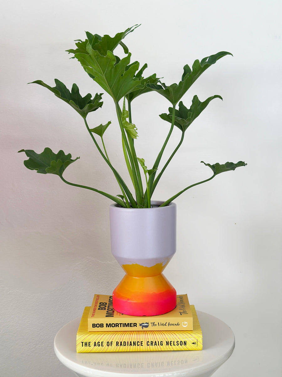 Philodendron Selloum in Sunset Planter