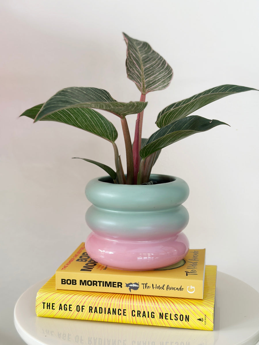 Pinstripe Calathea in Pastel Planter