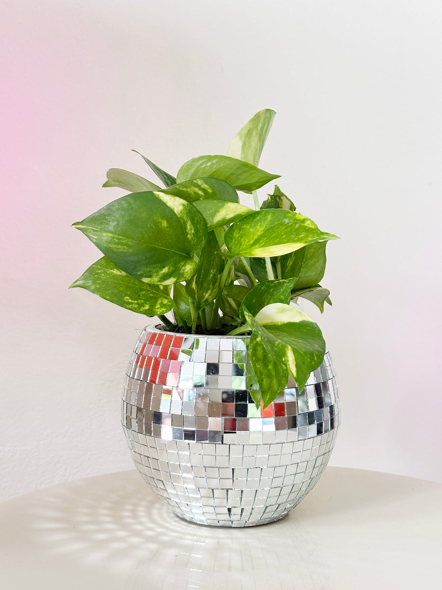 Pothos in Disco Ball Planter