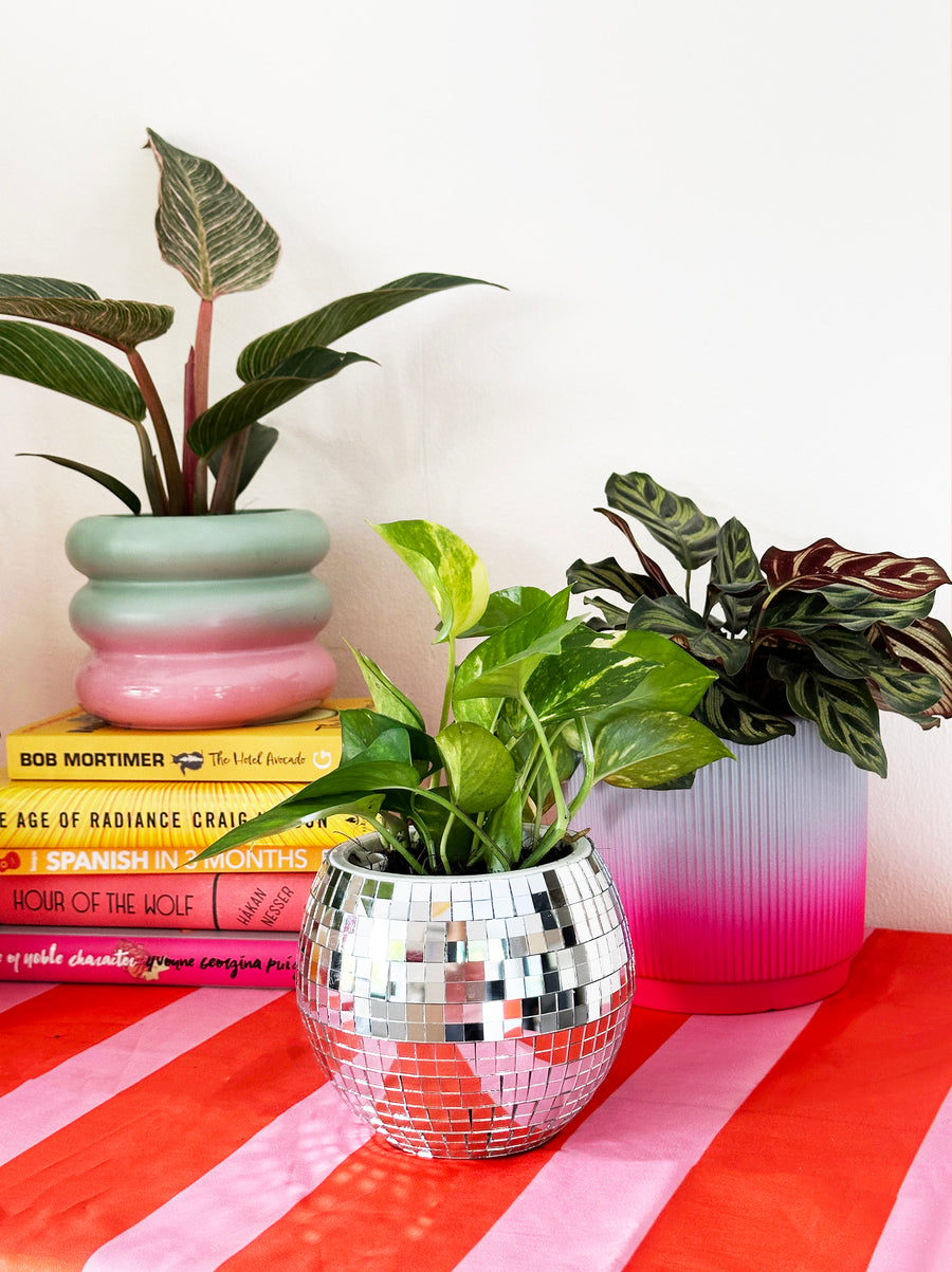 Pothos in Disco Ball Planter