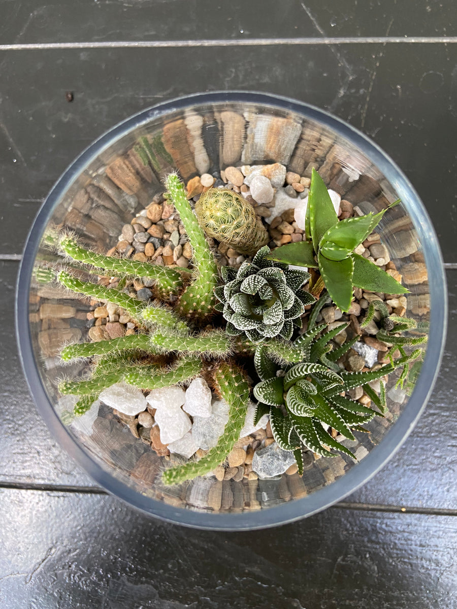 Oval Cactus Open terrarium