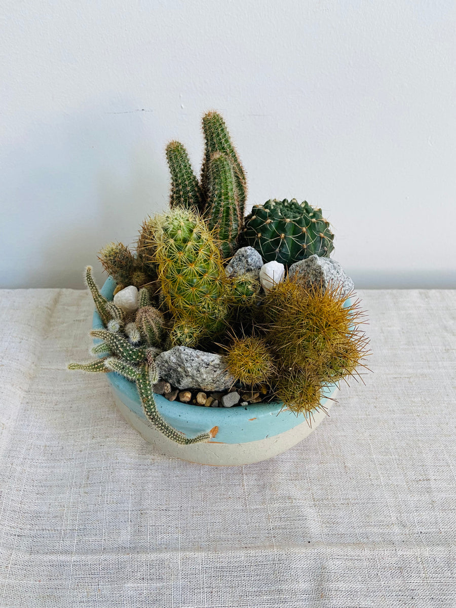Cactus Valley in a Multicoloured terracota pot