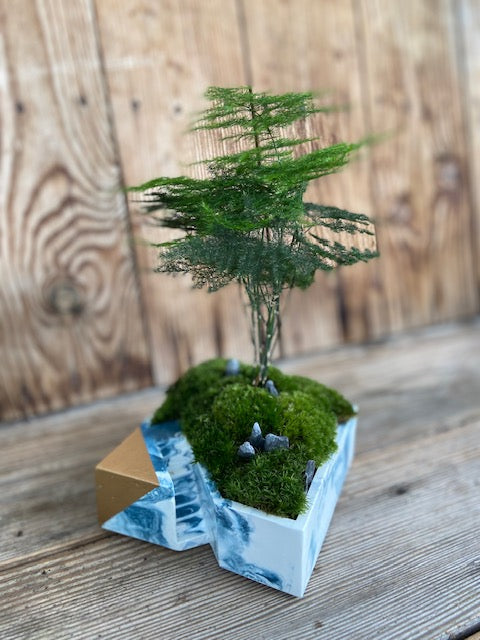 Asparagus Fern in Concrete Planter