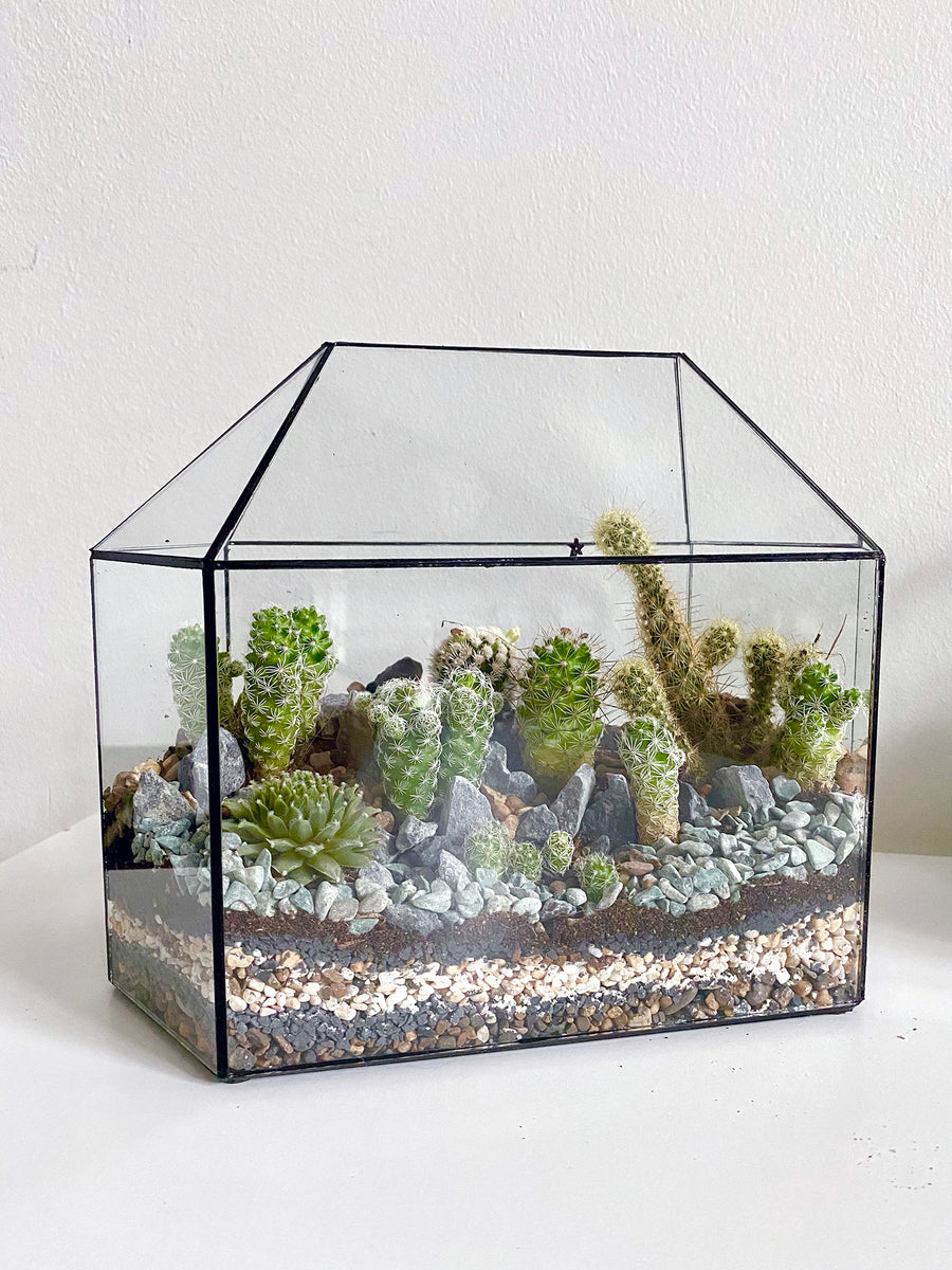 Greenhouse Cactus Terrarium