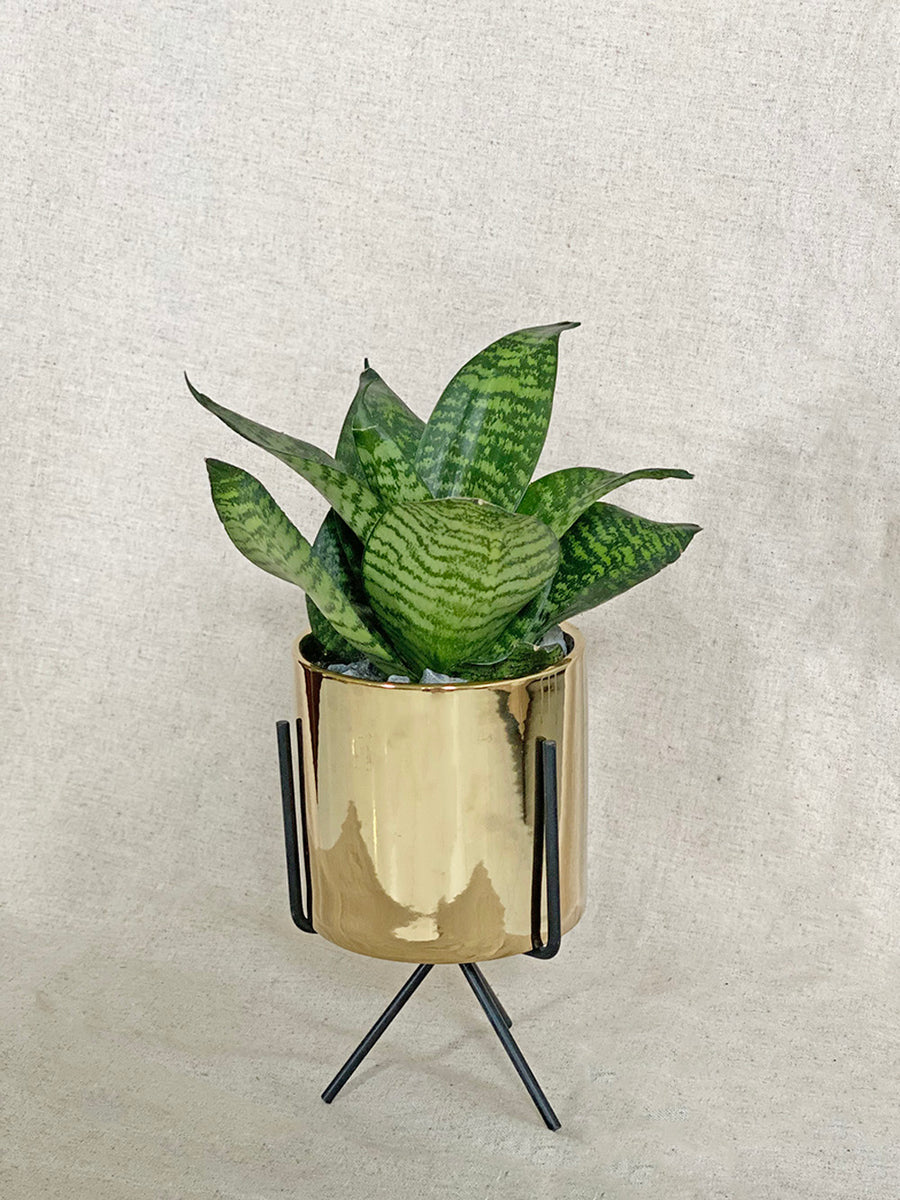 Sansevieria Plant in Small Gold Table Stand Planter