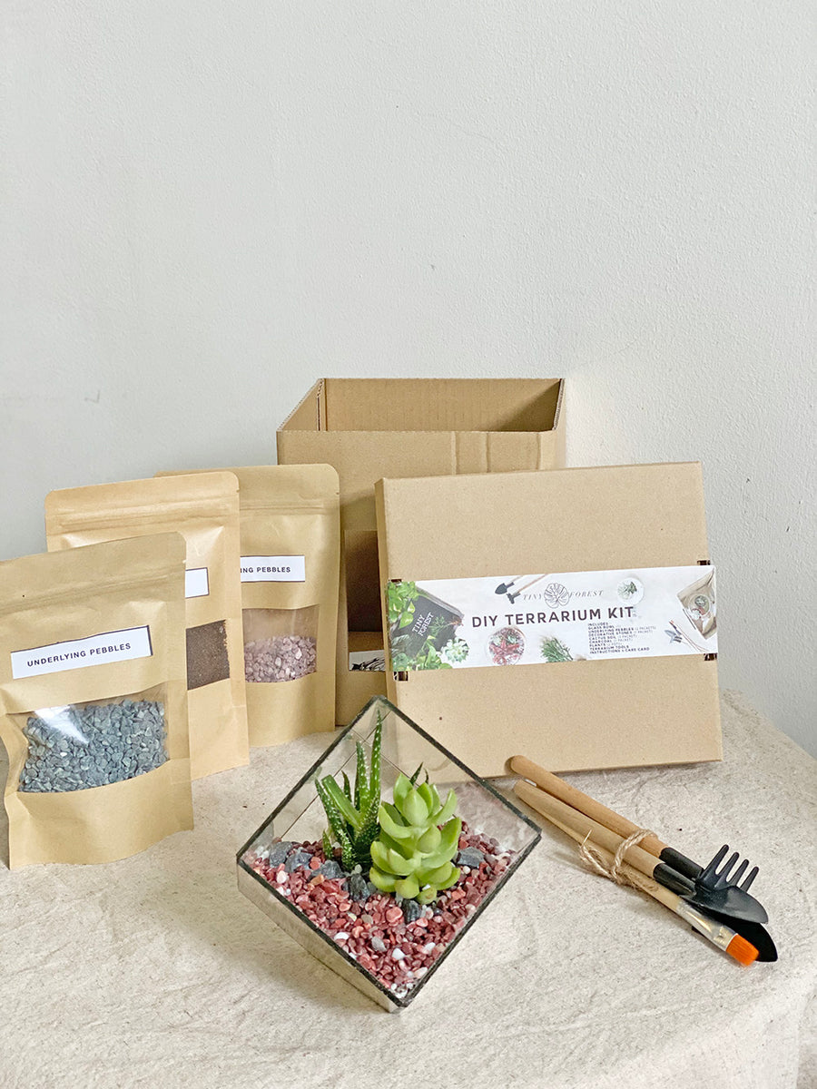 Tiny Forest DIY Cube Terrarium Kit