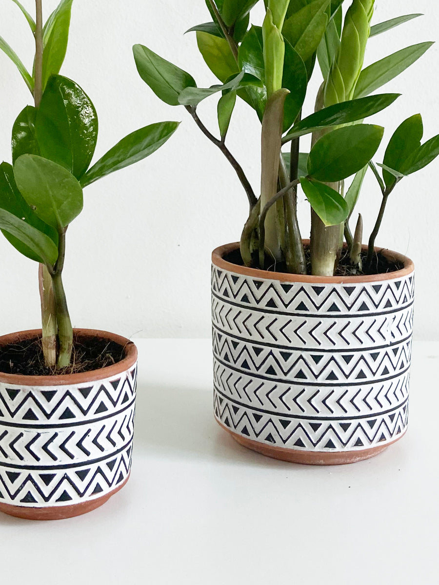 Zz Plant in Geo Black and White Planters Set