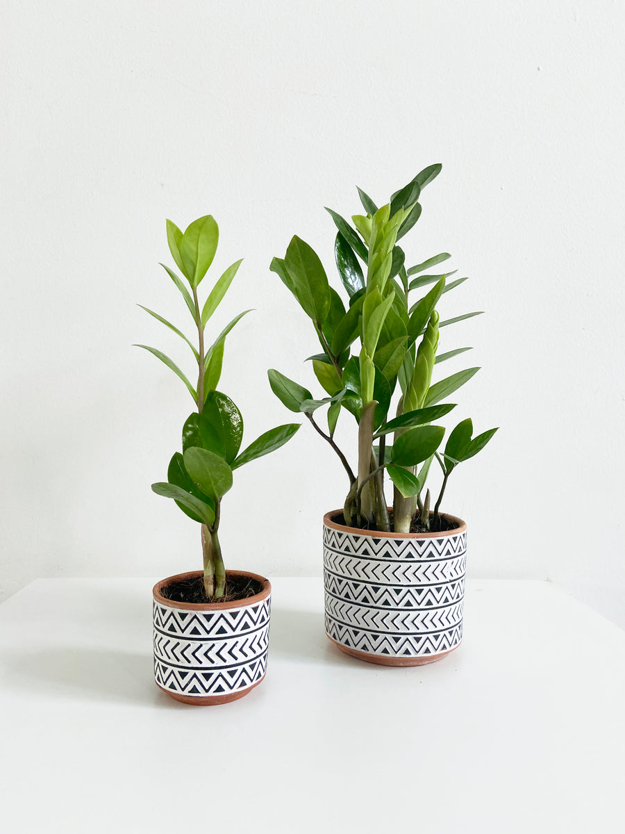 Zz Plant in Geo Black and White Planters Set