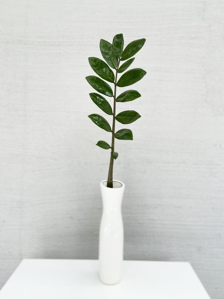 The Solitaire ZZ Plant in Minimal White Vase