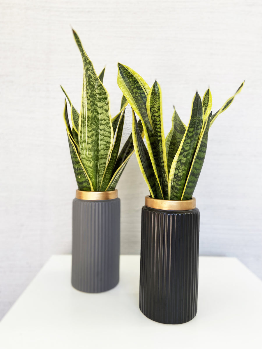 Sansevierias in Charcoal Gold-necked tall vase