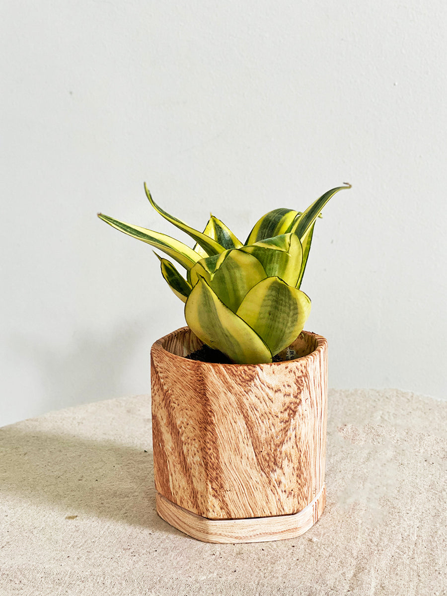 Sansevieria in Small Wooden Planter
