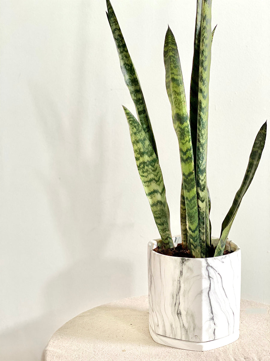 Sansevieria Zeylanica in Large White Marble Multifaceted Planter